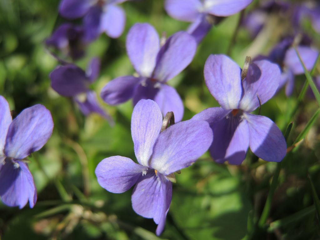 Veilchen « Zuhause im Kräuterglück