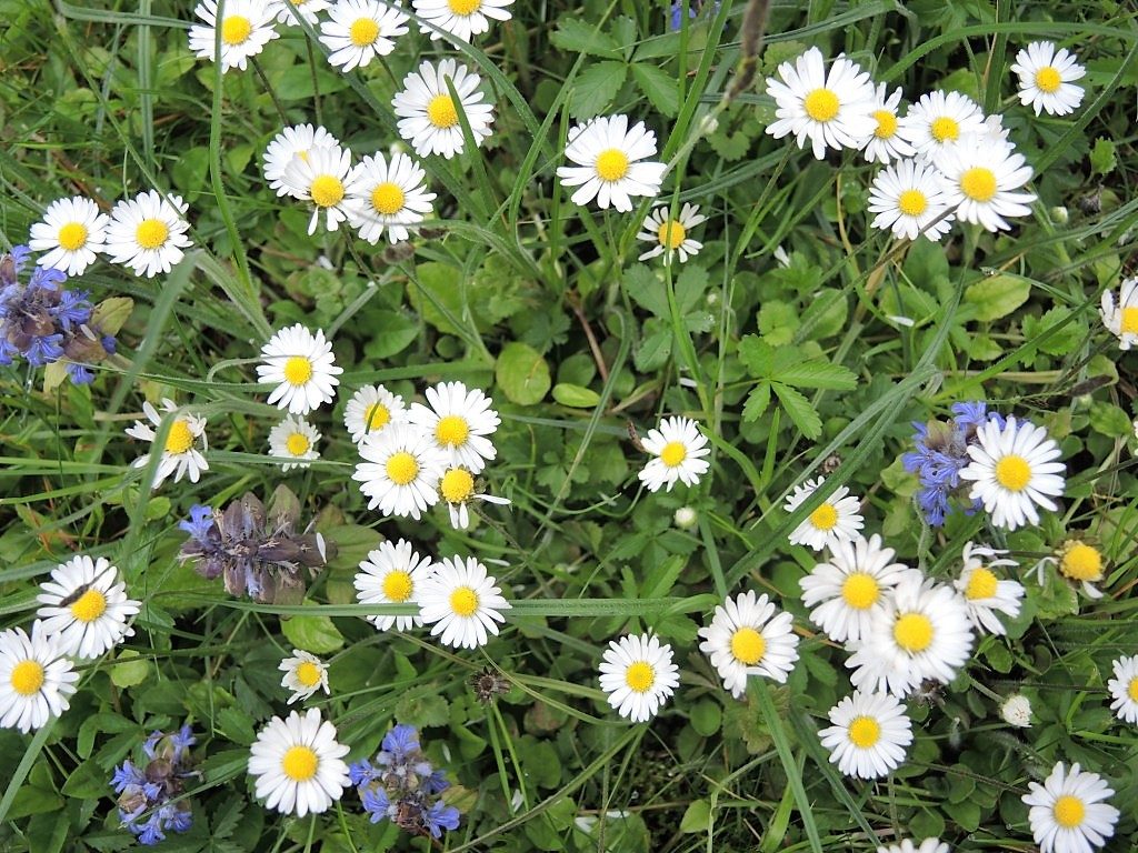 Gänseblümchen_komprimiert