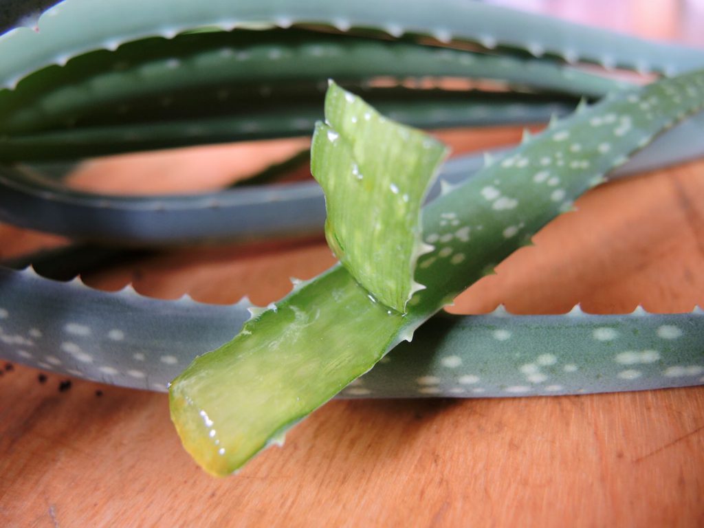 Aloe vera (4)